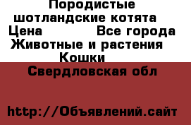 Породистые шотландские котята. › Цена ­ 5 000 - Все города Животные и растения » Кошки   . Свердловская обл.